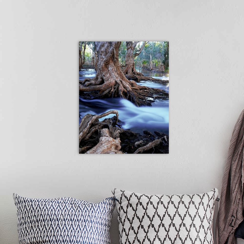 A bohemian room featuring gnarled roots of melalueca trees in flooded stream, great sandy desert, wa