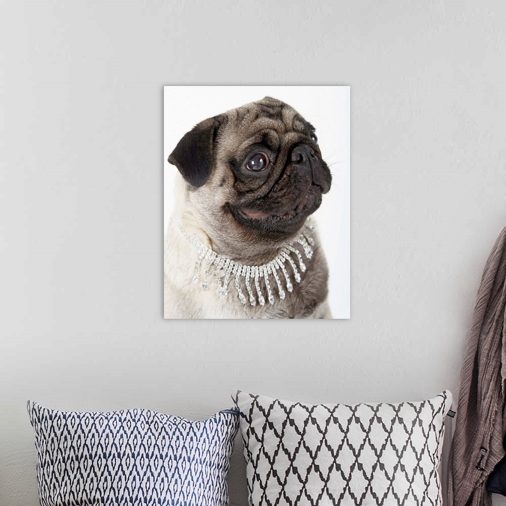A bohemian room featuring Pug Wearing Pearl Necklace