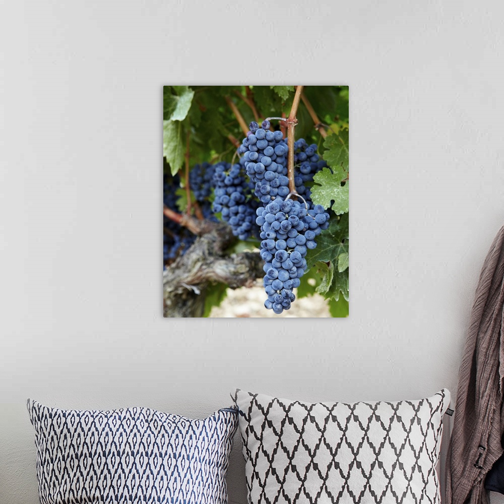 A bohemian room featuring Red wine grapes on the vine.