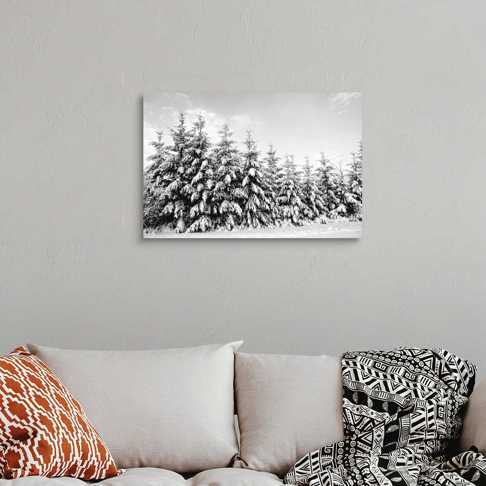 Row of evergreen trees are laden with snow in winter, Canada. Wall Art ...