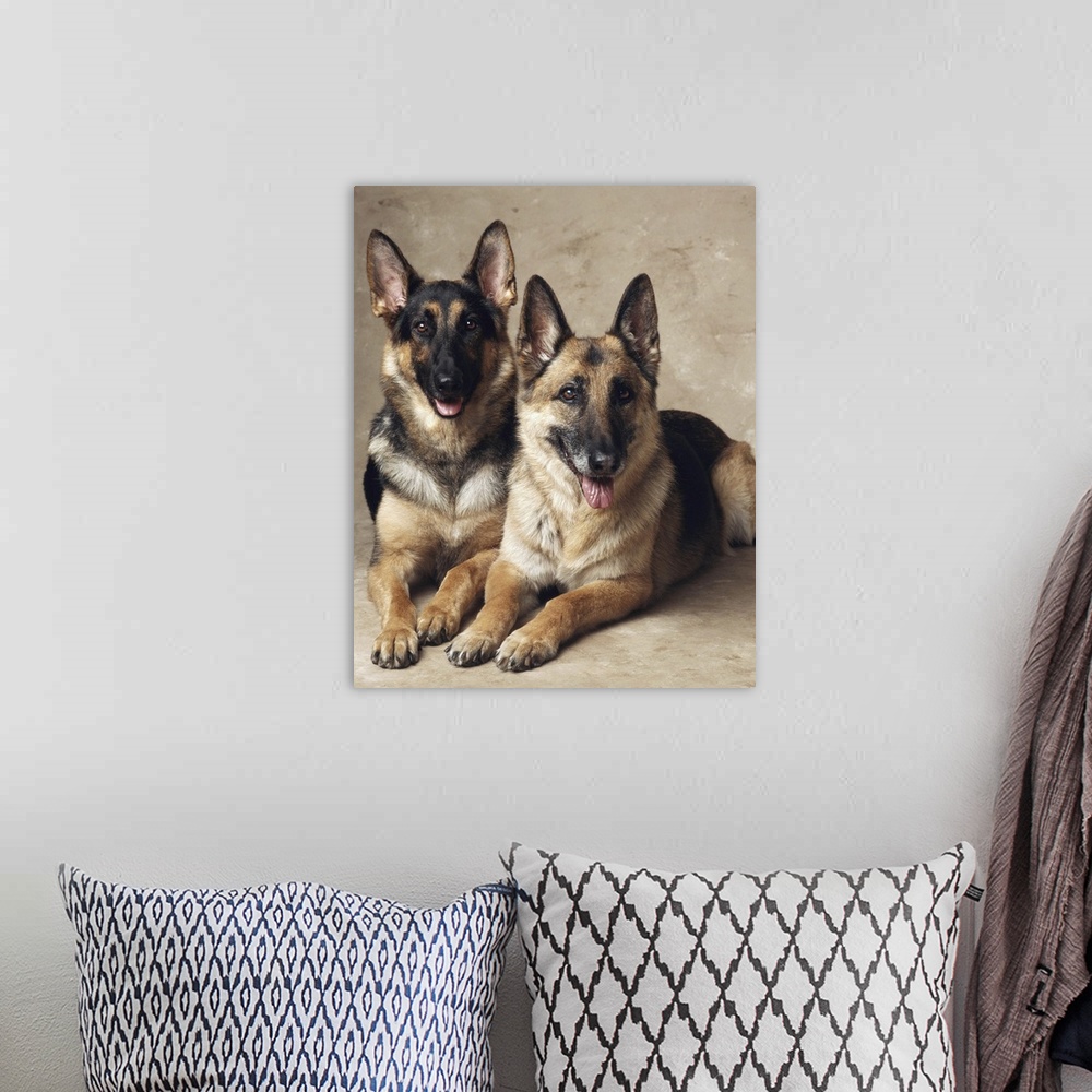 A bohemian room featuring Two German Shepherds lying on the floor