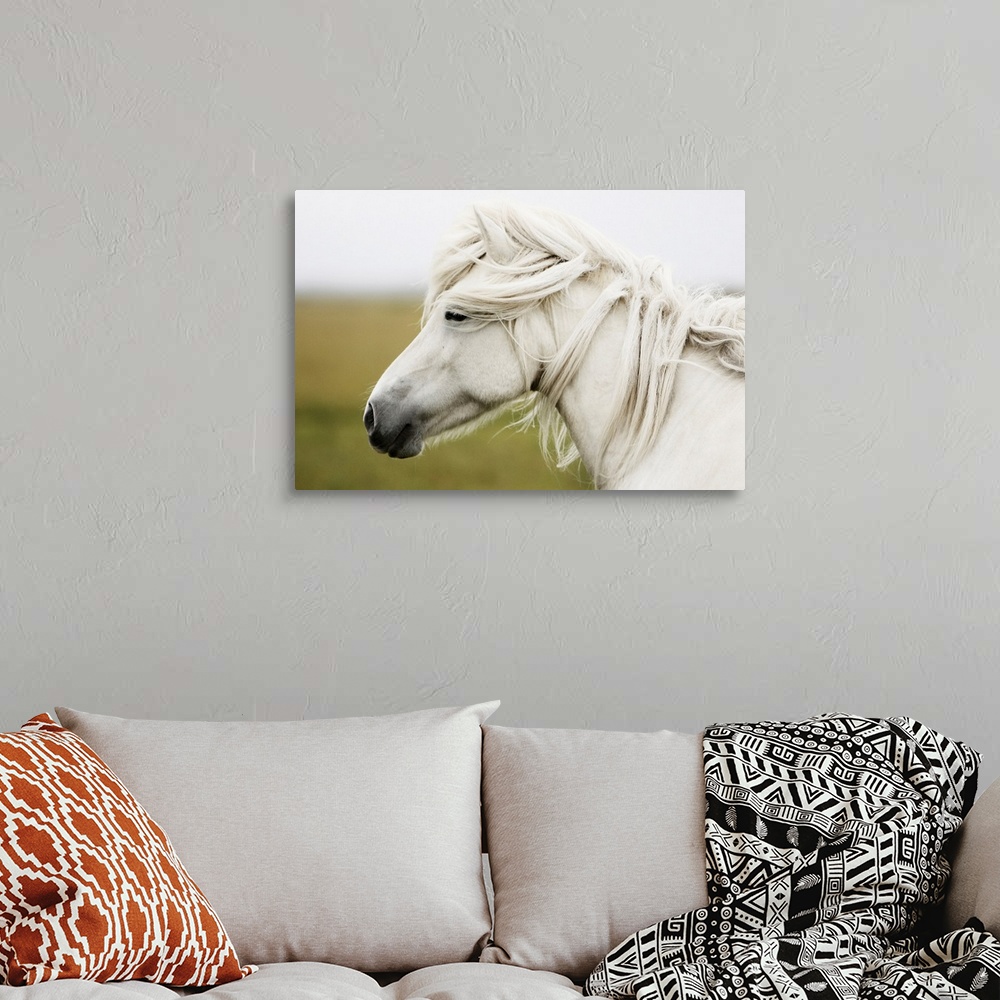 White horse Wall Art, Canvas Prints, Framed Prints, Wall Peels | Great ...