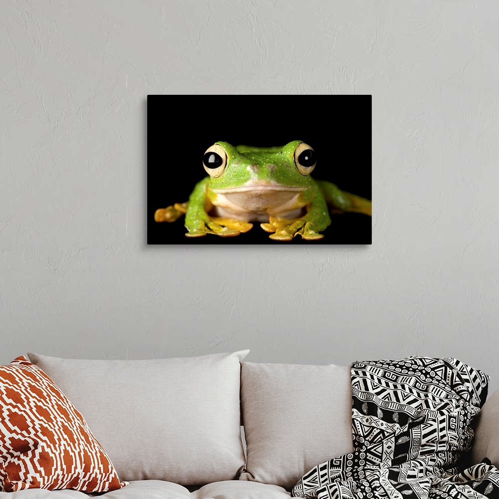 Wallaces flying frog (Rhacophorus nigropalmatus) Wall Art, Canvas ...