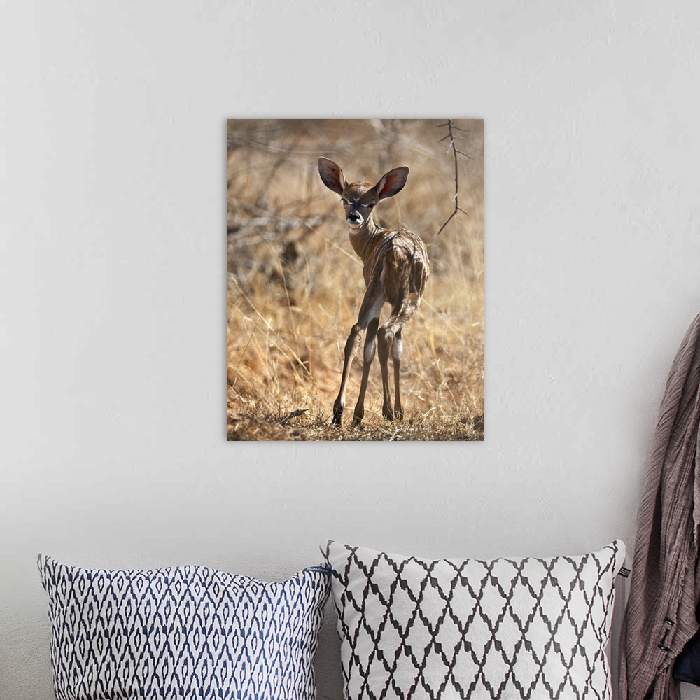 A bohemian room featuring A baby Lesser Kudu in Tsavo East National Park.