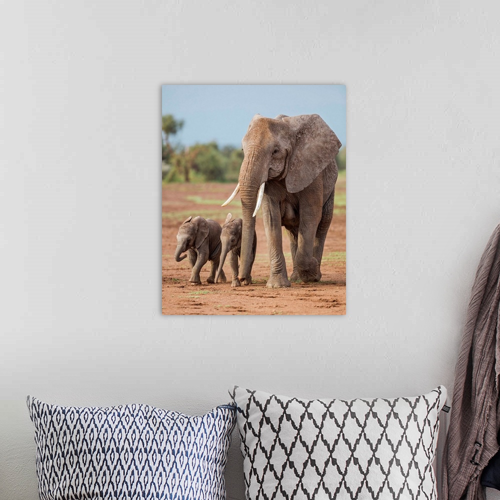 A bohemian room featuring Kenya, Kajiado County, Amboseli National Park. A female African elephant with two small babies.