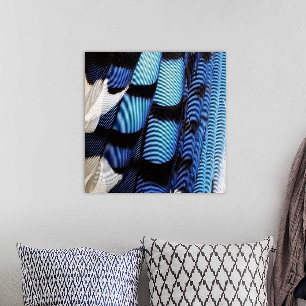 Blue Jay Feathers Wall Art Canvas Prints Framed Prints Wall Peels Great Big Canvas