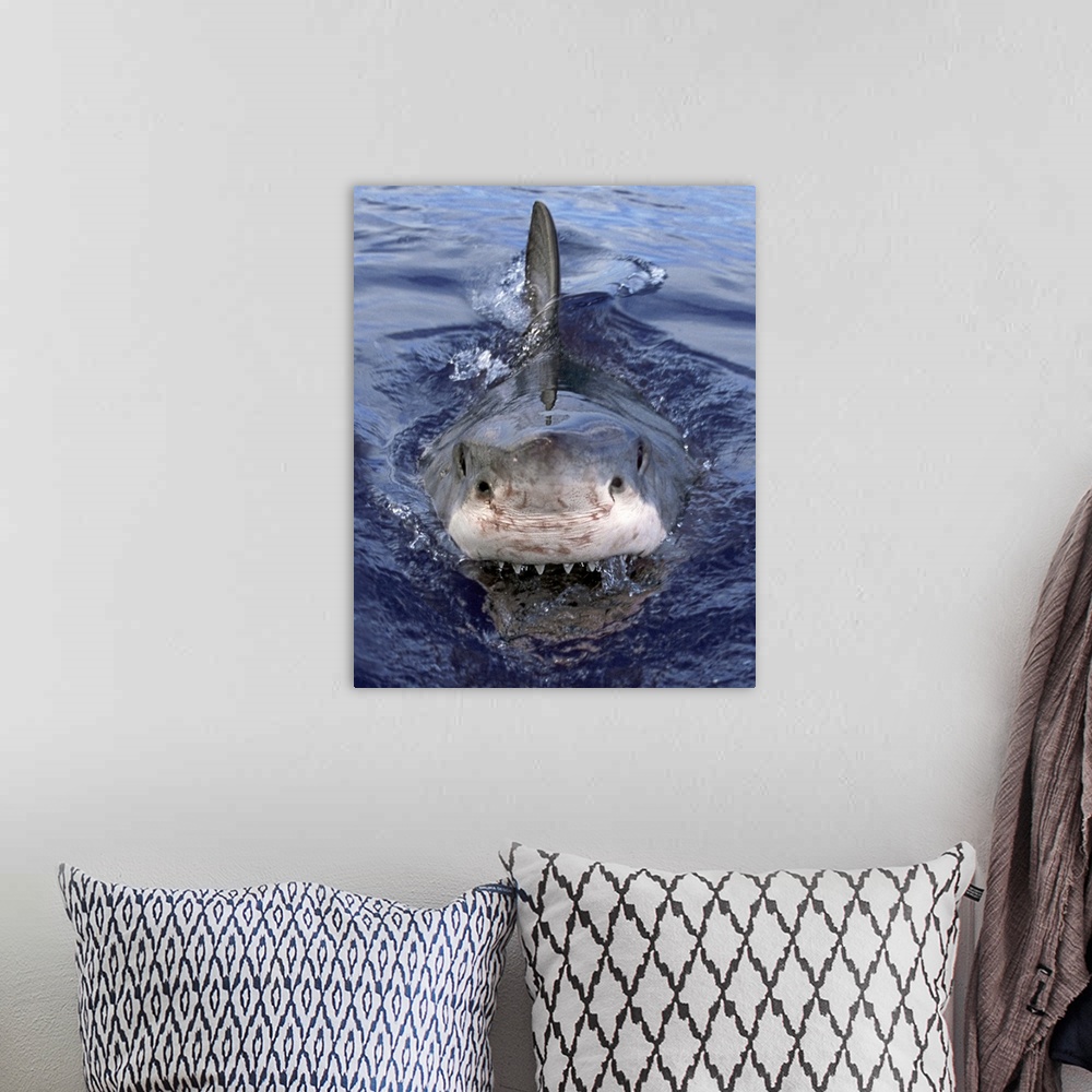 A bohemian room featuring Great White Shark (Carcharodon carcharias), Cape Province, South Africa