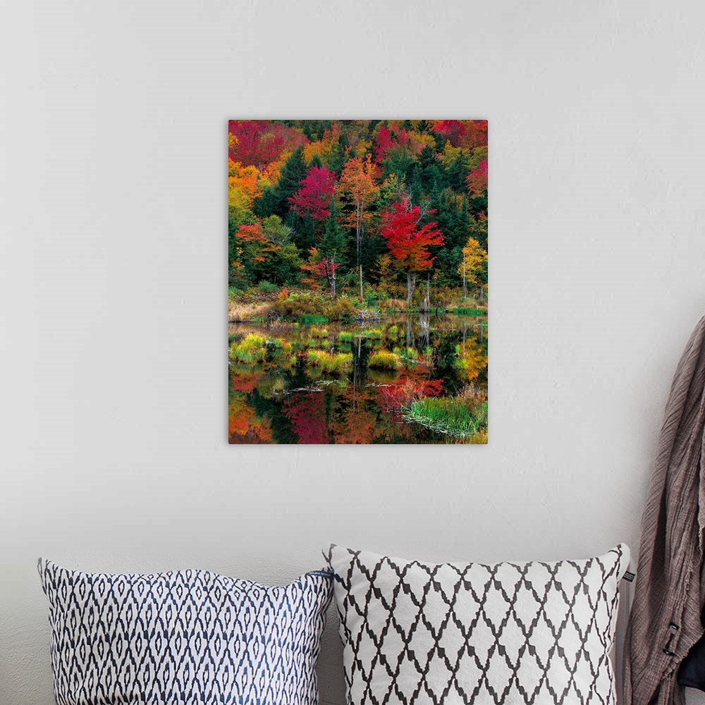 A bohemian room featuring Colorful red and green trees in autumn at the edge of a lake in a Vermont forest.