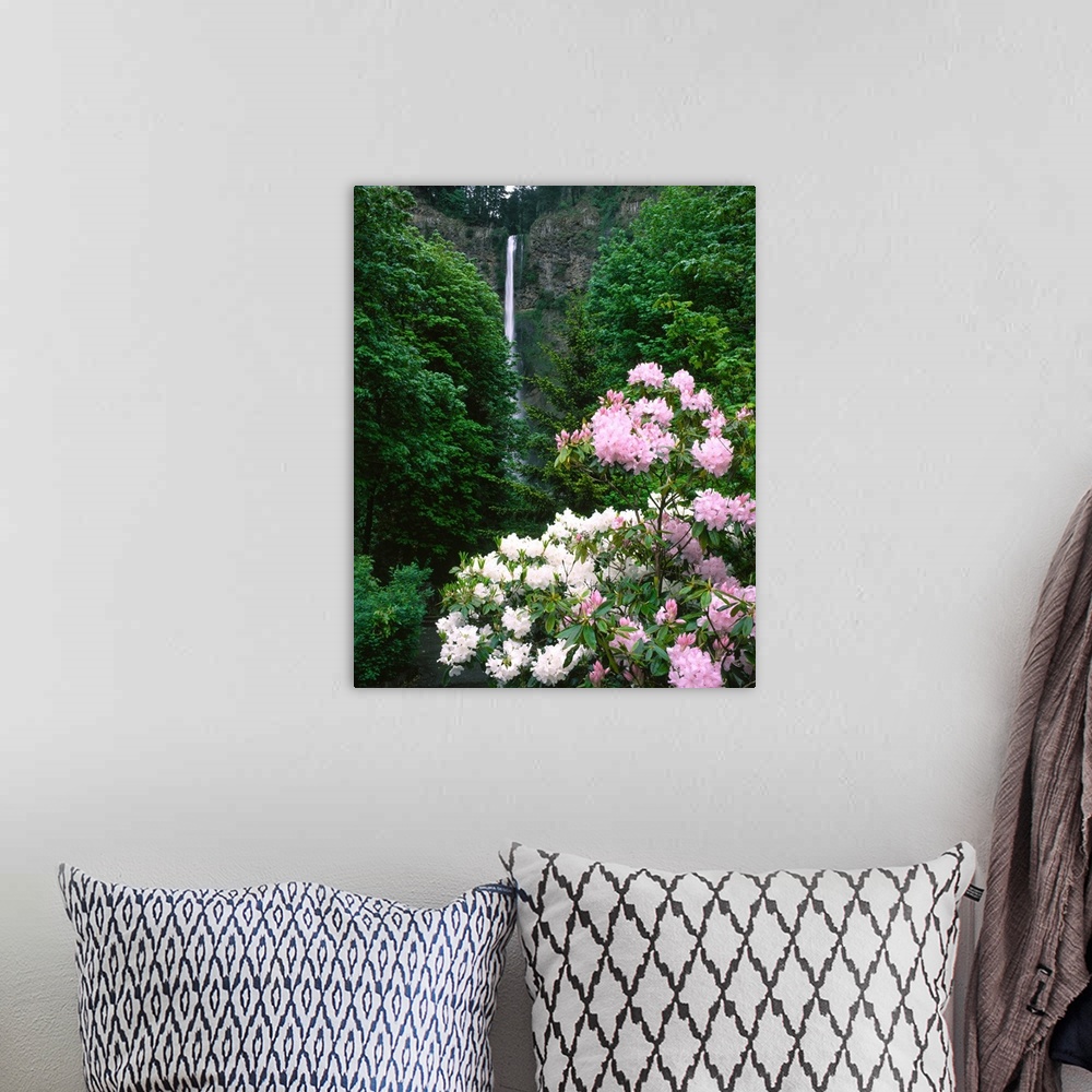 A bohemian room featuring Close-up of Rhododendron flowers, Multnomah Falls, Columbia River Gorge National Scenic Area, Mul...