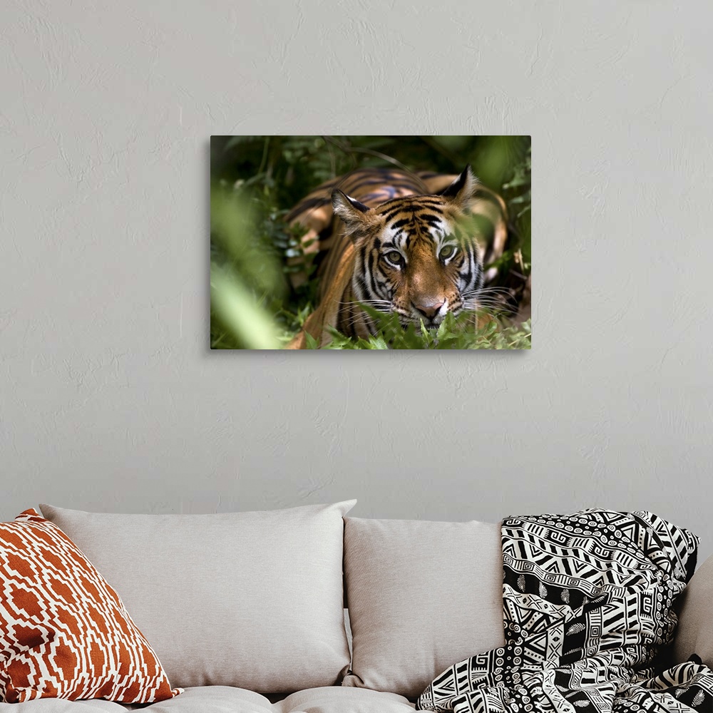 Female Indian Tiger, Bandhavgarh National Park, Madhya Pradesh state ...