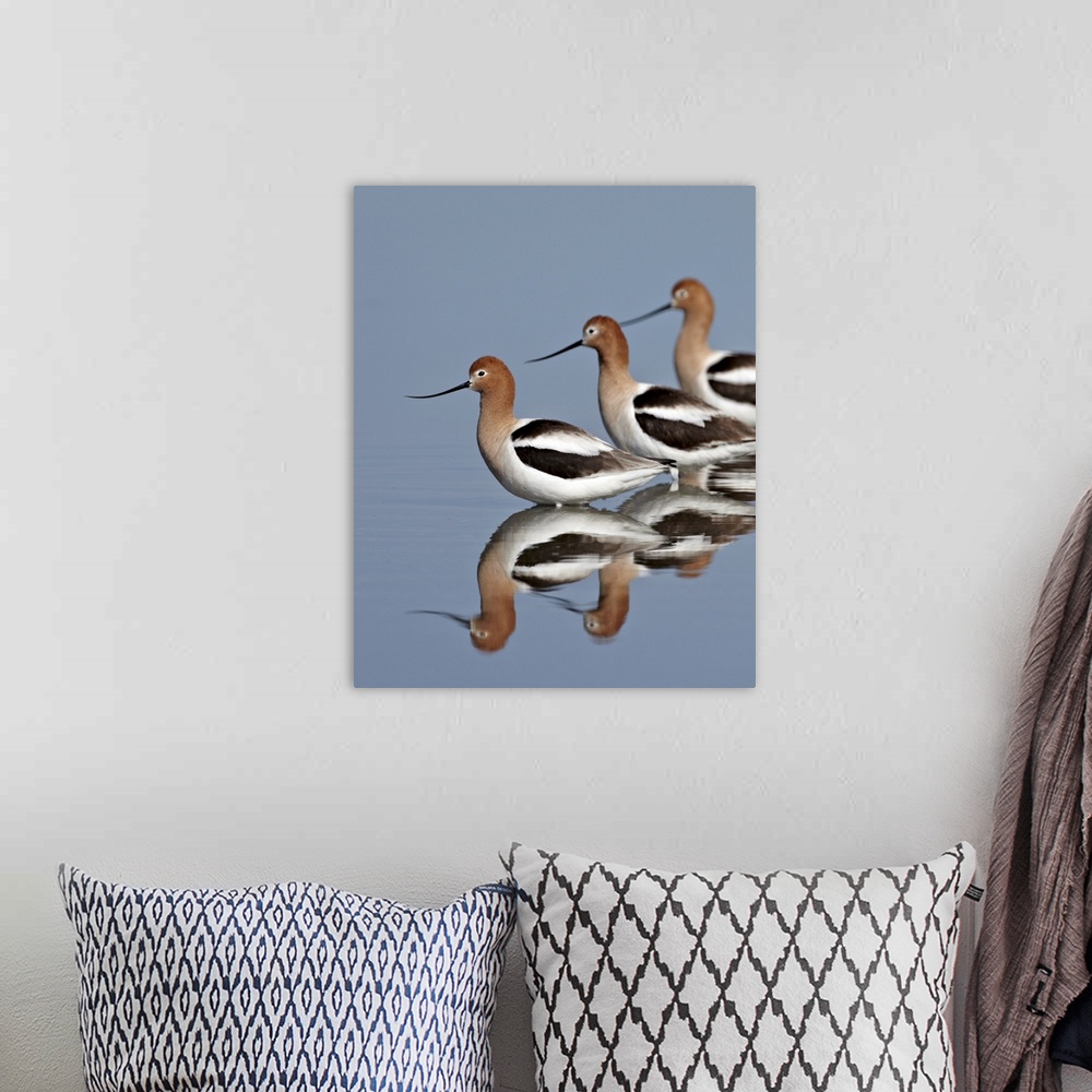 A bohemian room featuring Three American avocet, Yellowstone National Park, Wyoming