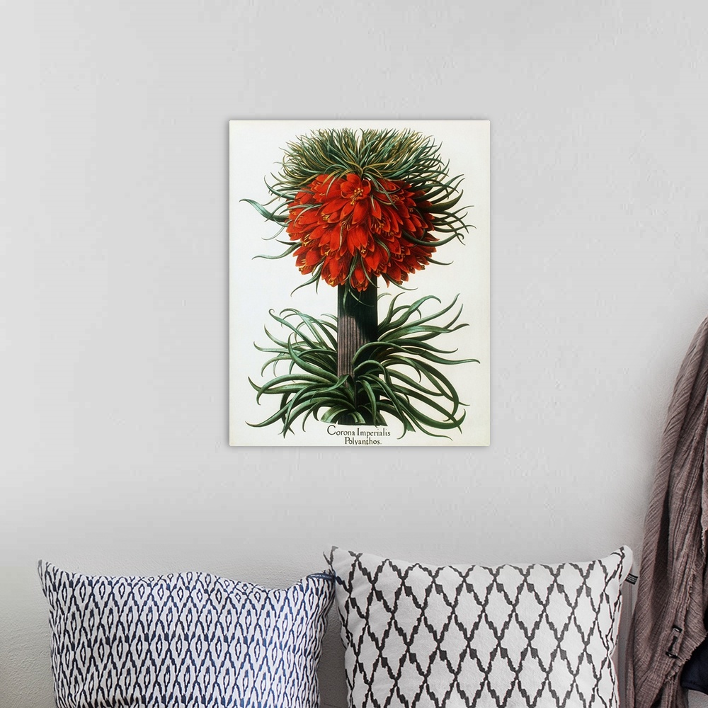 A bohemian room featuring Crown imperial plant. Historical artwork of crown imperial (Fritillaria imperialis), a giant memb...