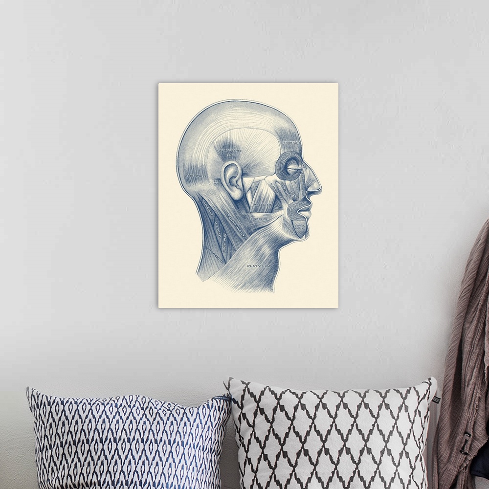A bohemian room featuring Diagram of the human muscular system throughout the face and neck.