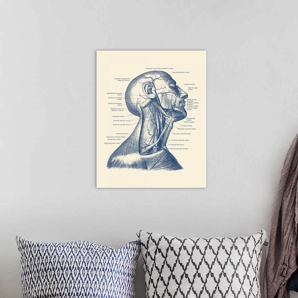 A bohemian room featuring Dual view of the human head and neck, showcasing muscles and veins throughout.