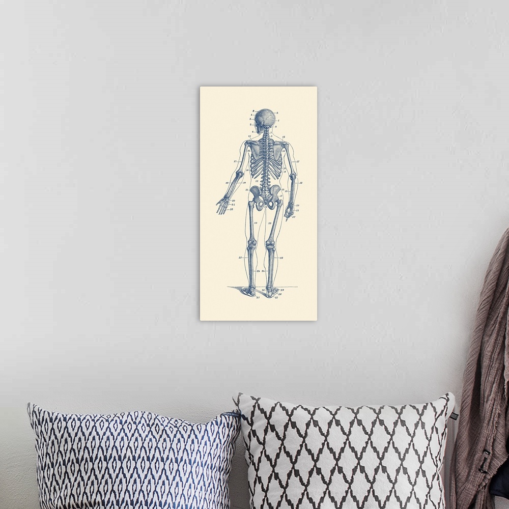 A bohemian room featuring Vintage anatomy print of a skeleton facing backwards to showcase the bones.