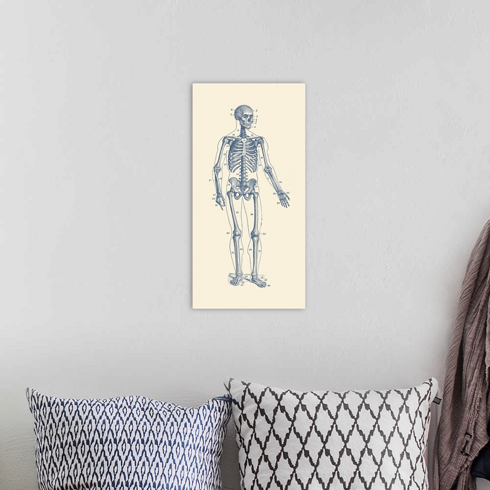 A bohemian room featuring Vintage anatomy print of a skeleton facing forward with bones numbered.