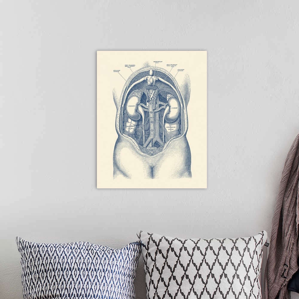 A bohemian room featuring Vintage anatomy print of the human kidney system.