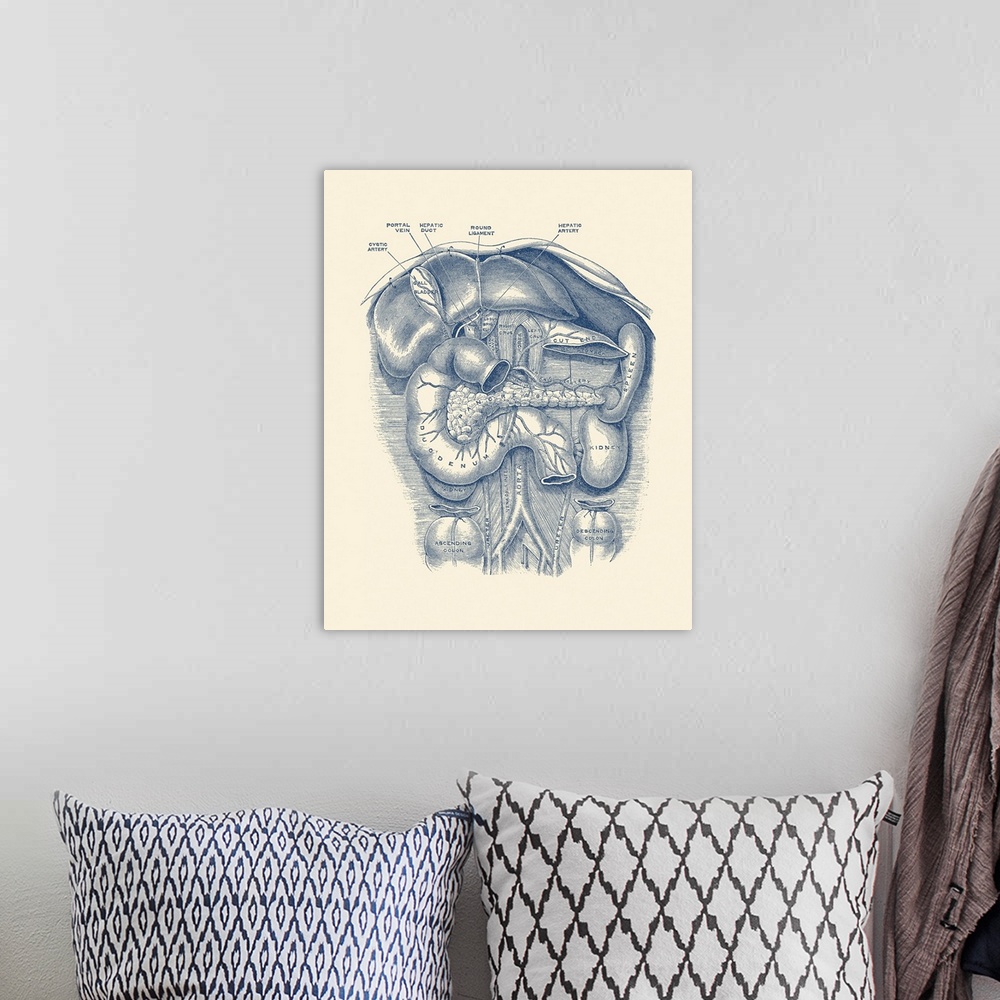 A bohemian room featuring Vintage anatomy print of the kidney, spleen, duodenum, gall bladder and more.
