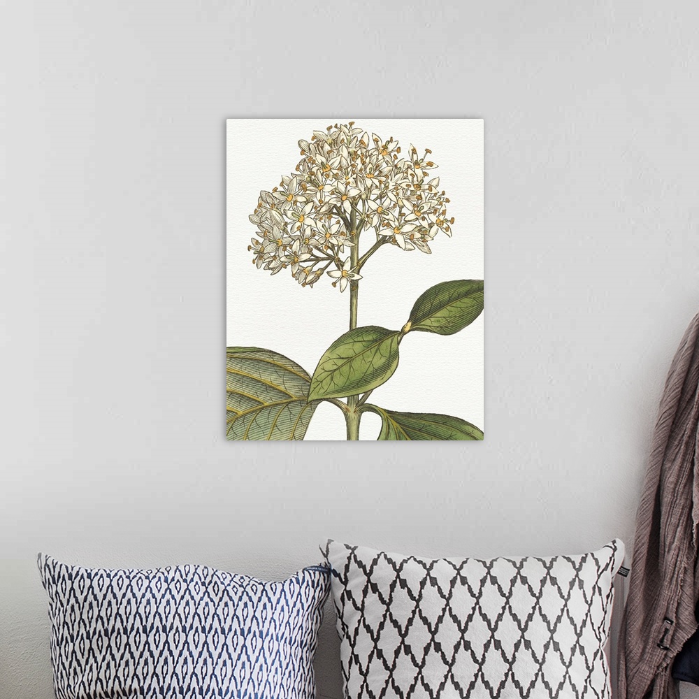 A bohemian room featuring Beautiful botanical illustration of a white hydrangea on a white background.