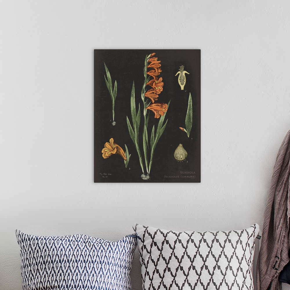 A bohemian room featuring Gladiola Chart