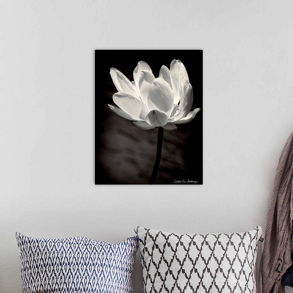 Lotus Flower X Wall Art, Canvas Prints, Framed Prints, Wall Peels ...