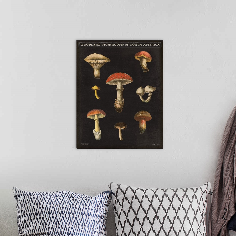 A bohemian room featuring Vertical Woodland Mushrooms of North America chart with a black background.