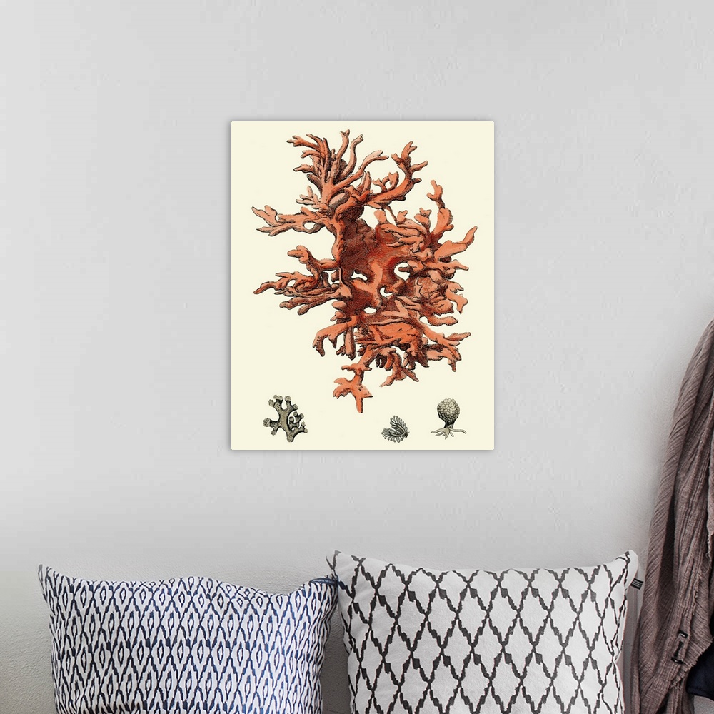 A bohemian room featuring Contemporary artwork of a vintage style red coral illustration.