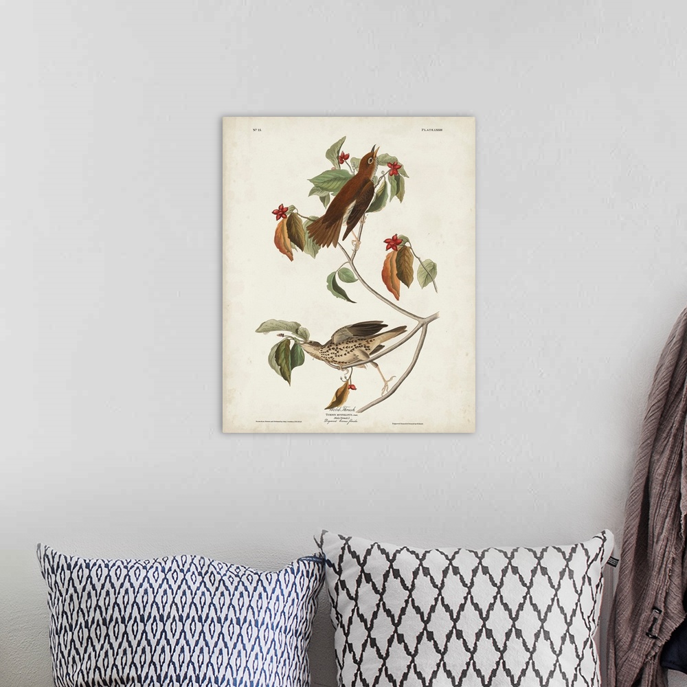 A bohemian room featuring Wood Thrush