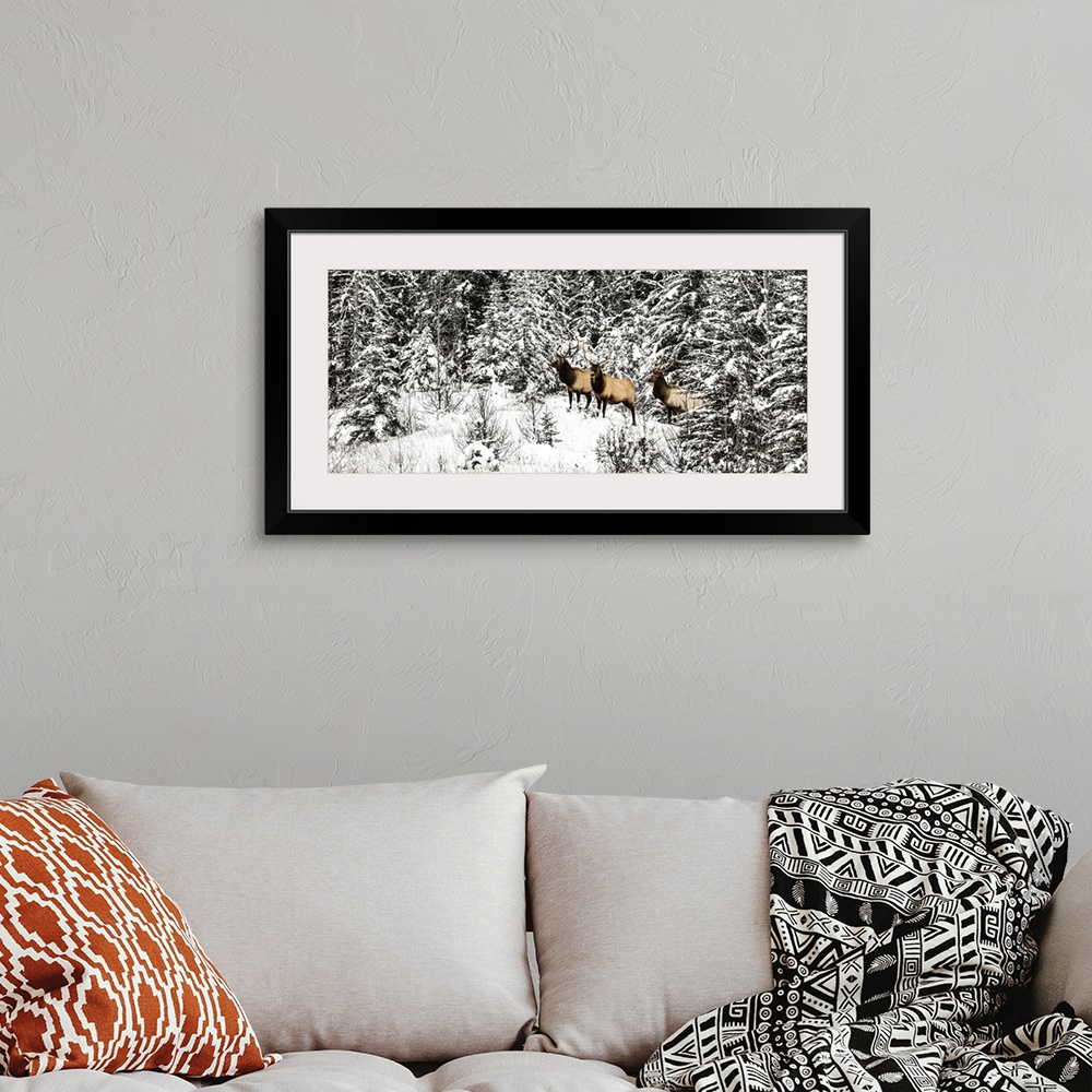 A bohemian room featuring Three bull elk (cervus elaphus canadensis) standing in a snow-covered forest and looking at the c...