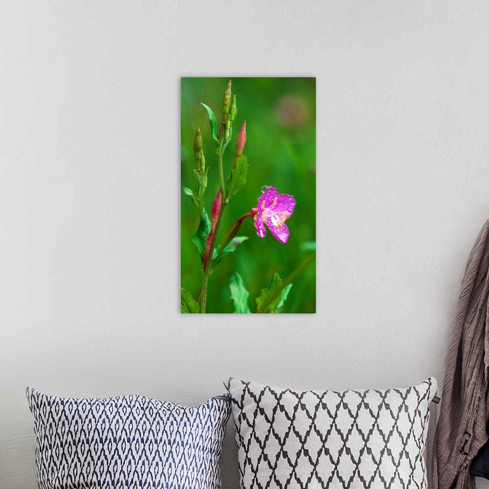 A bohemian room featuring Nature photograph of a bright pink flower with water droplets and a lush green background.