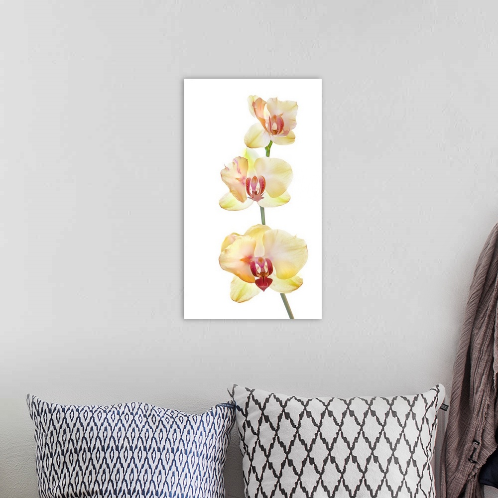 A bohemian room featuring Backlit orchids against white background.