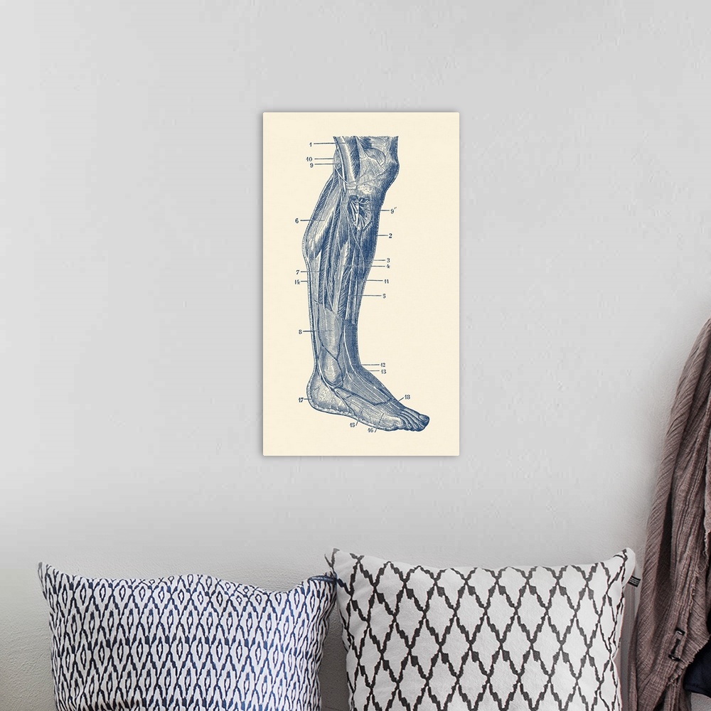 A bohemian room featuring Vintage anatomy print showing the human muscular system of the right leg.