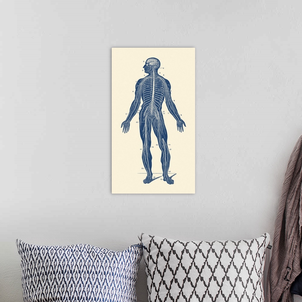 A bohemian room featuring Vintage anatomy print showing the lymphatic system within a human body.