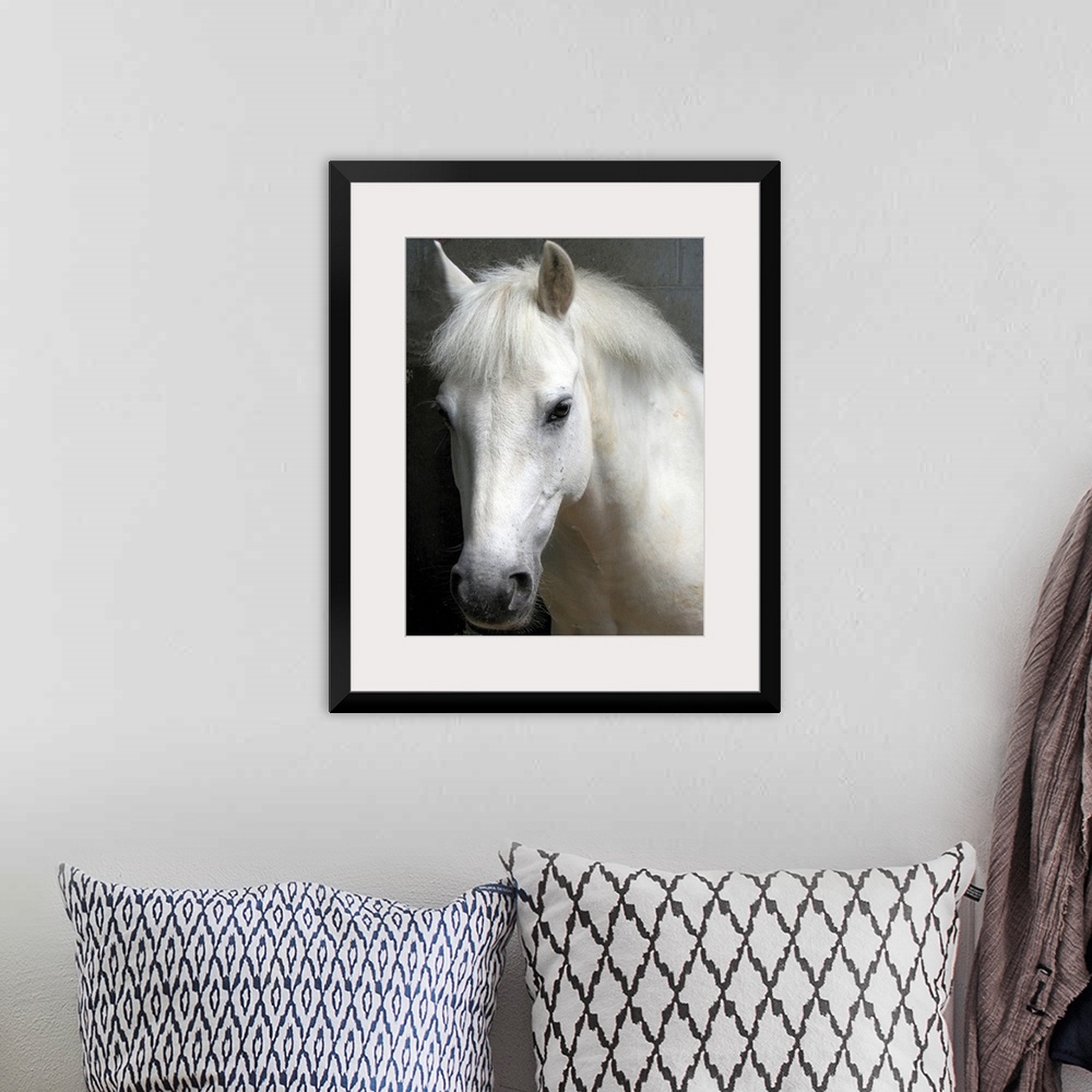 A bohemian room featuring Up-close headshot of horse in stable.