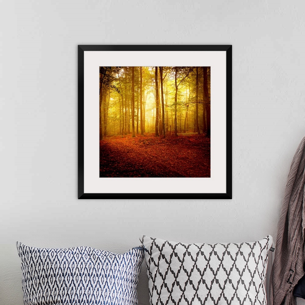 A bohemian room featuring Big square photograph taken of the sun making its way through a forest filled with thin trees in ...