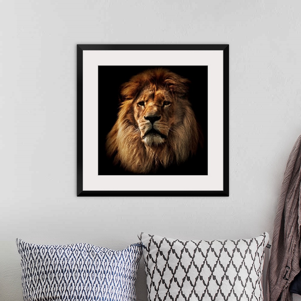 A bohemian room featuring Lion portrait on black background. Big adult lion with rich mane.