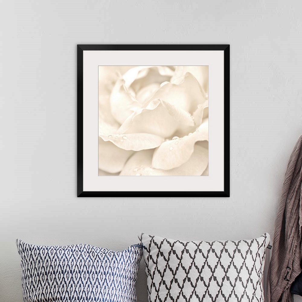 A bohemian room featuring Abstract Macro Shot Of Beautiful Cream Rose Flower With Water Drops. Floral Background