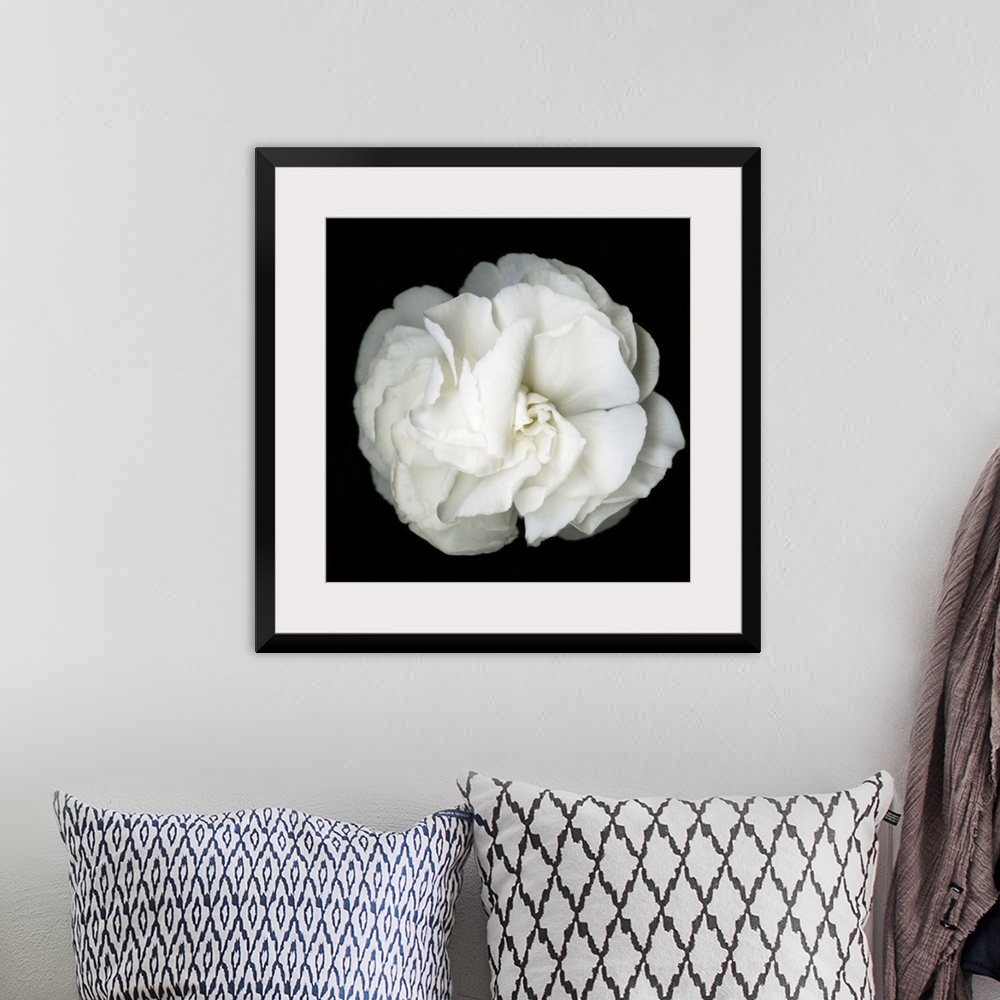 A bohemian room featuring Square photograph of a soft white flower on a dark black background.