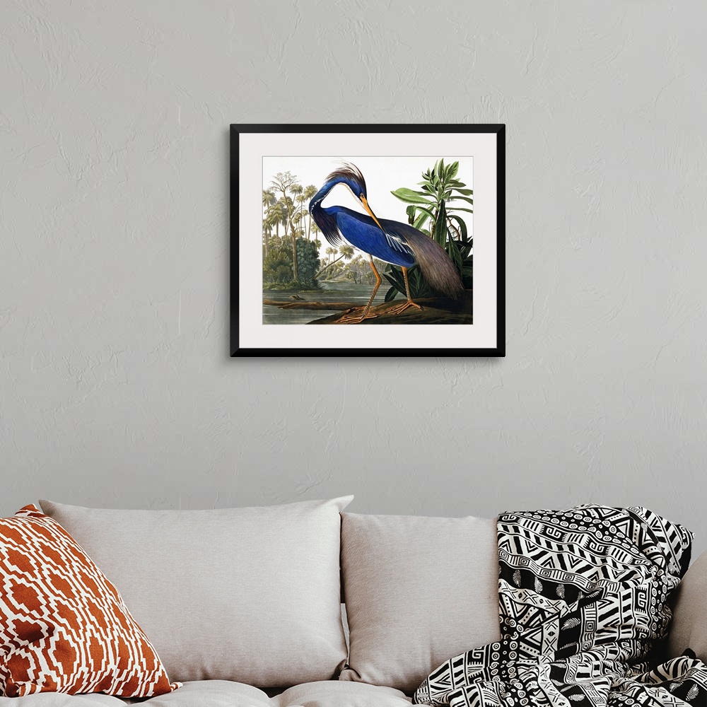 A bohemian room featuring This classic by John James Audubon features an elegant heron with vibrant blue plumage, on a wetl...