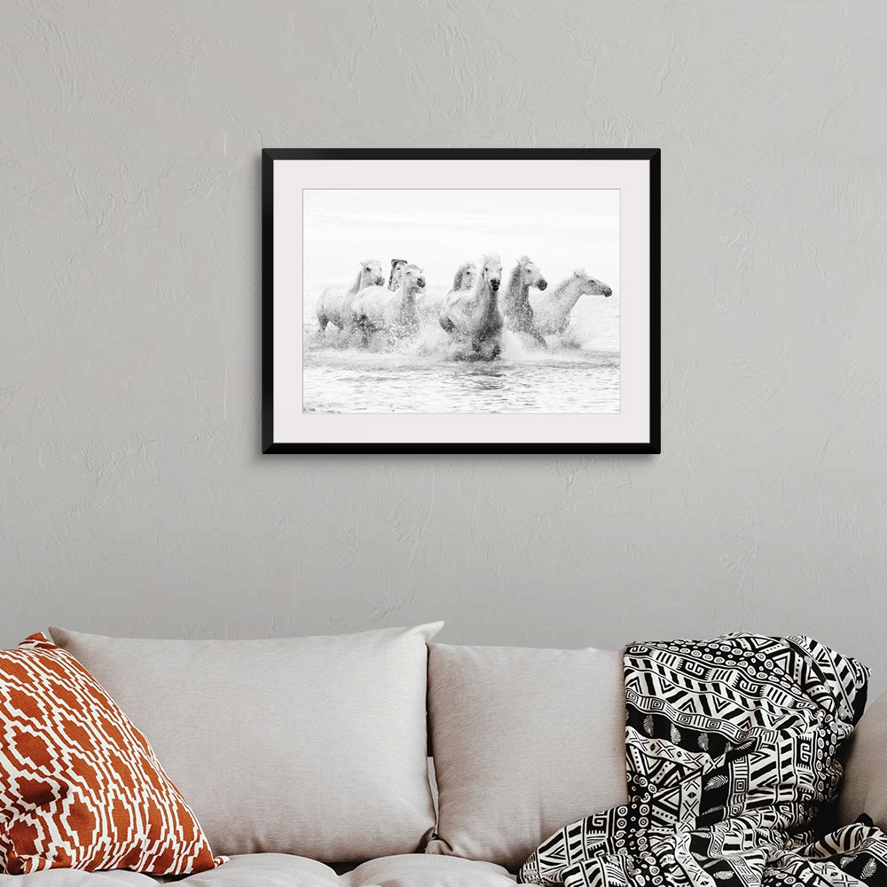 A bohemian room featuring White horses of Camargue running through the water, Camargue, France