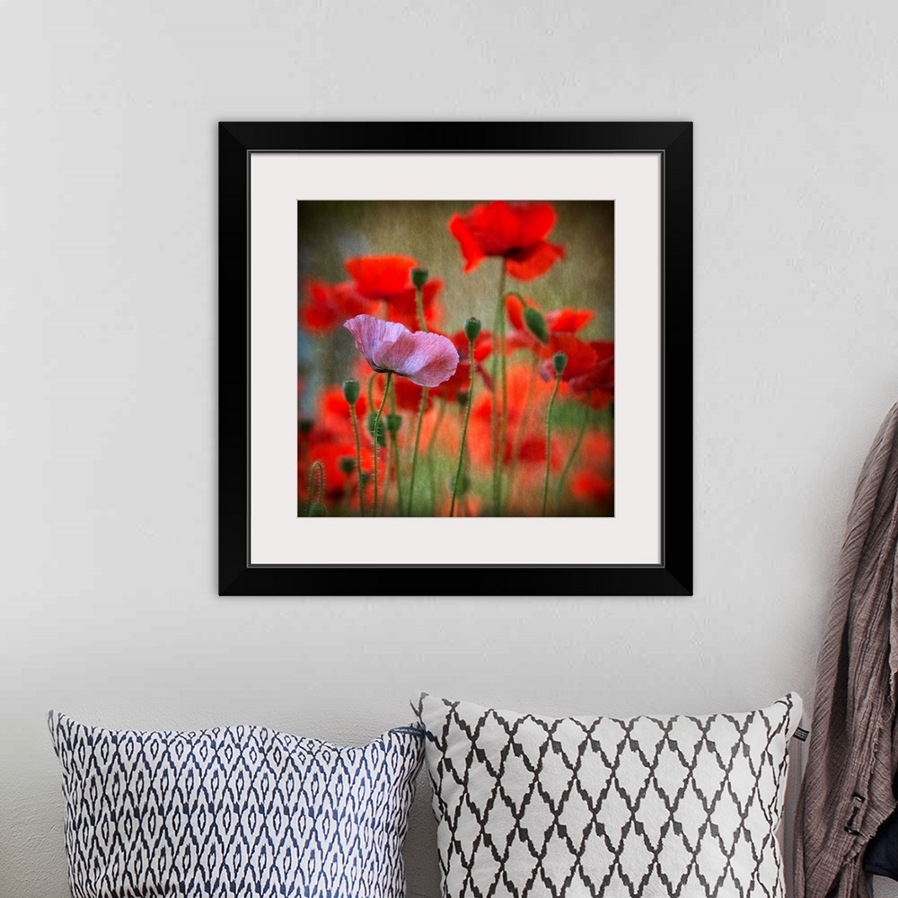 A bohemian room featuring Close-up photograph of a pink flower among red flowers in a field.