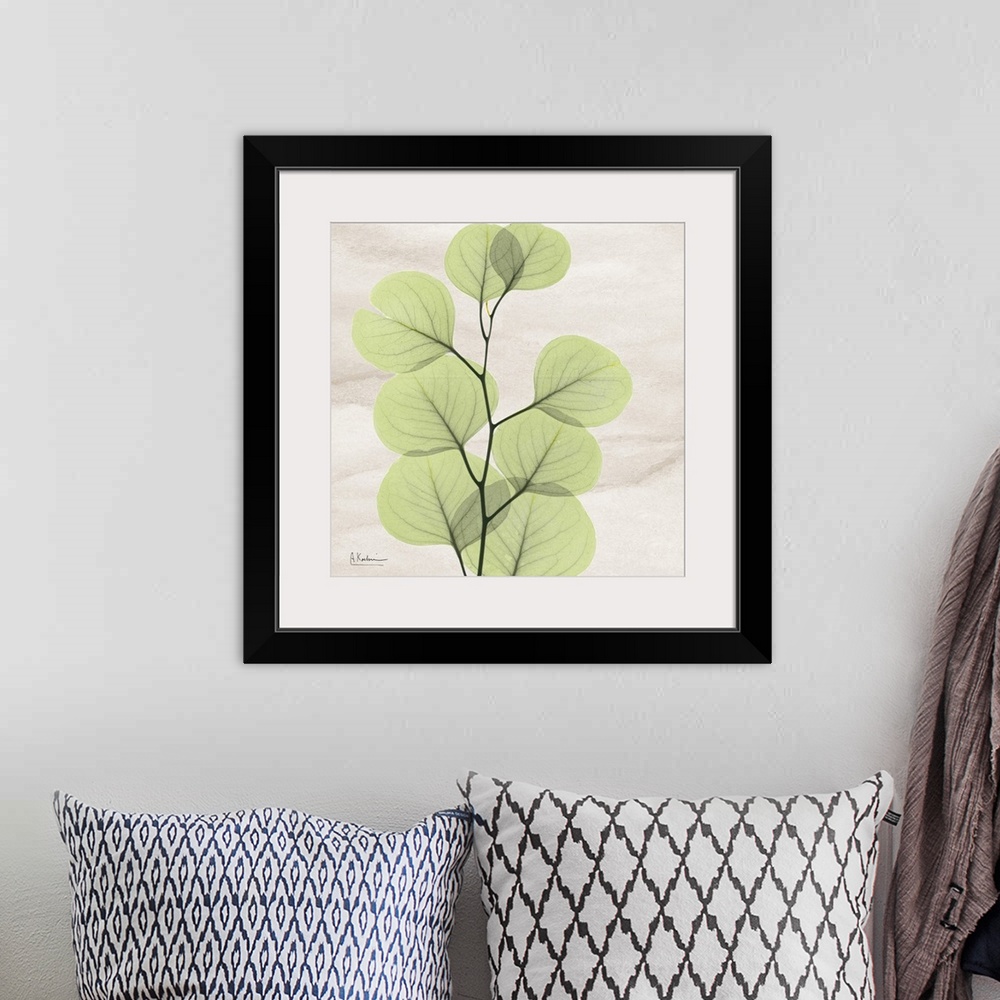 A bohemian room featuring Square x-ray photograph of a eucalyptus branch with leaves on a smooth, neutral background.