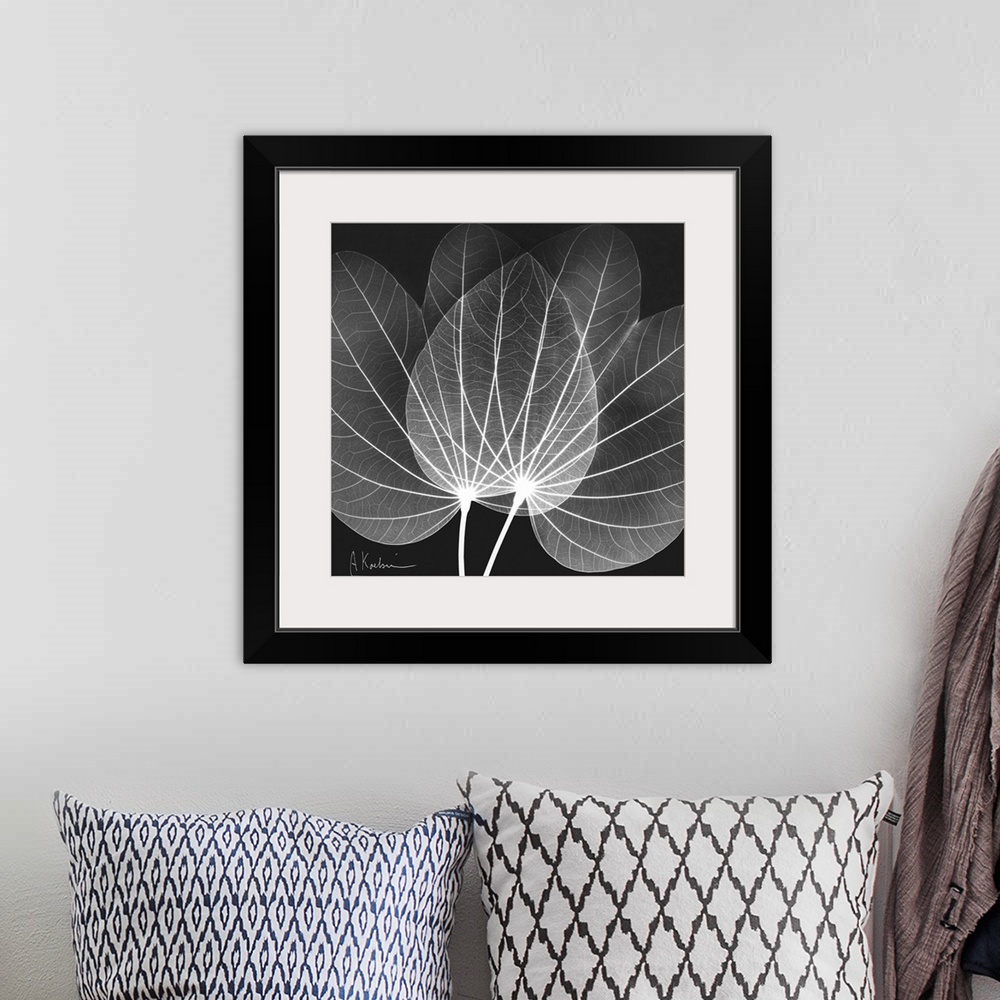 A bohemian room featuring Orchid Tree x-ray photography