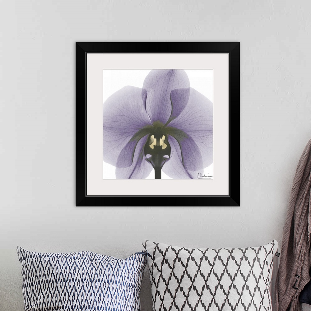 A bohemian room featuring Orchid x-ray photography