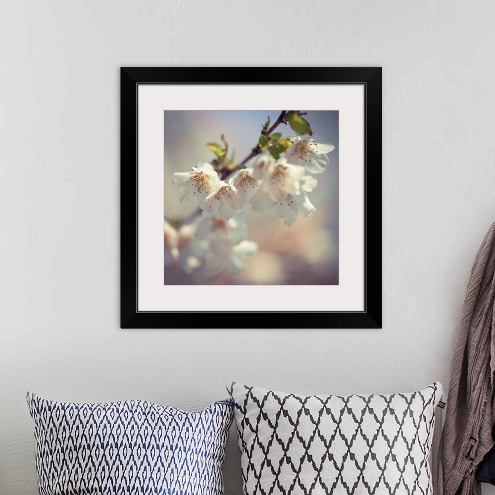 A bohemian room featuring Square photograph of a branch of white apple blossoms.
