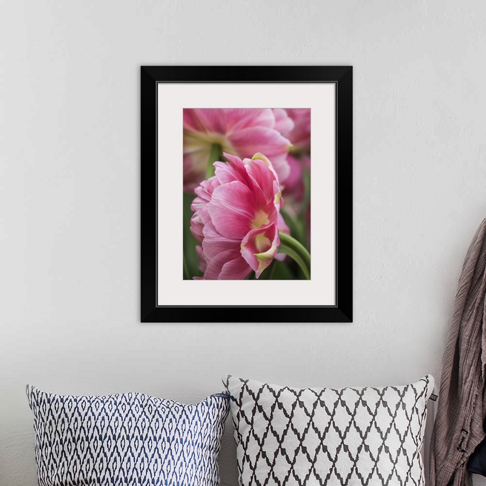 A bohemian room featuring Netherlands, Lisse. Closeup of a pink tulip flower.