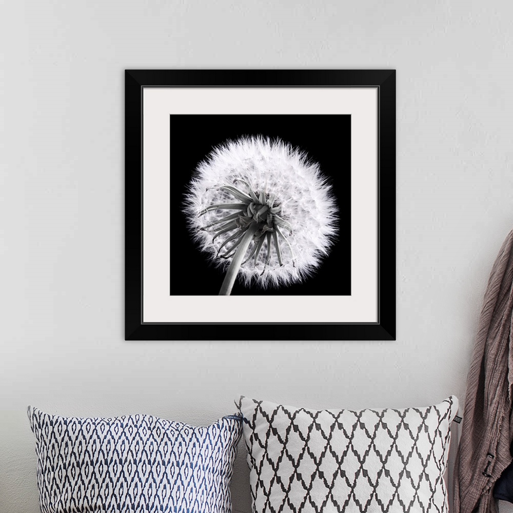 A bohemian room featuring Close-up of a dandelion seed in black and white.