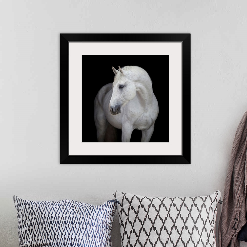 A bohemian room featuring White horse head on black background.