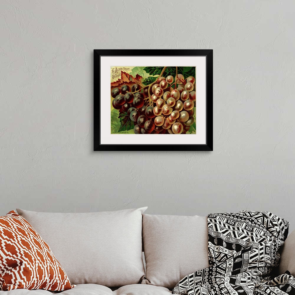 A bohemian room featuring Alden Fruit Vinegar, Grapes Postcard Advertisement