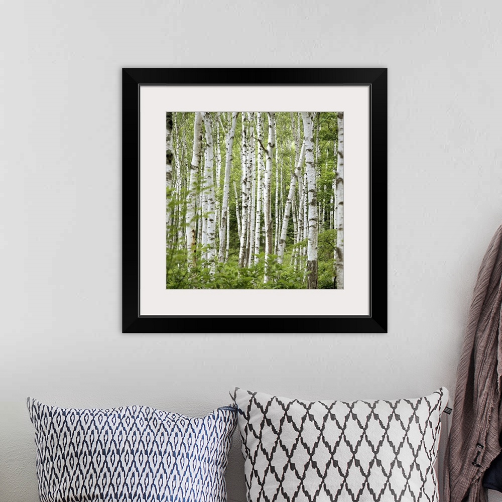 A bohemian room featuring Square wall photo art of trees in a Japanese forest.